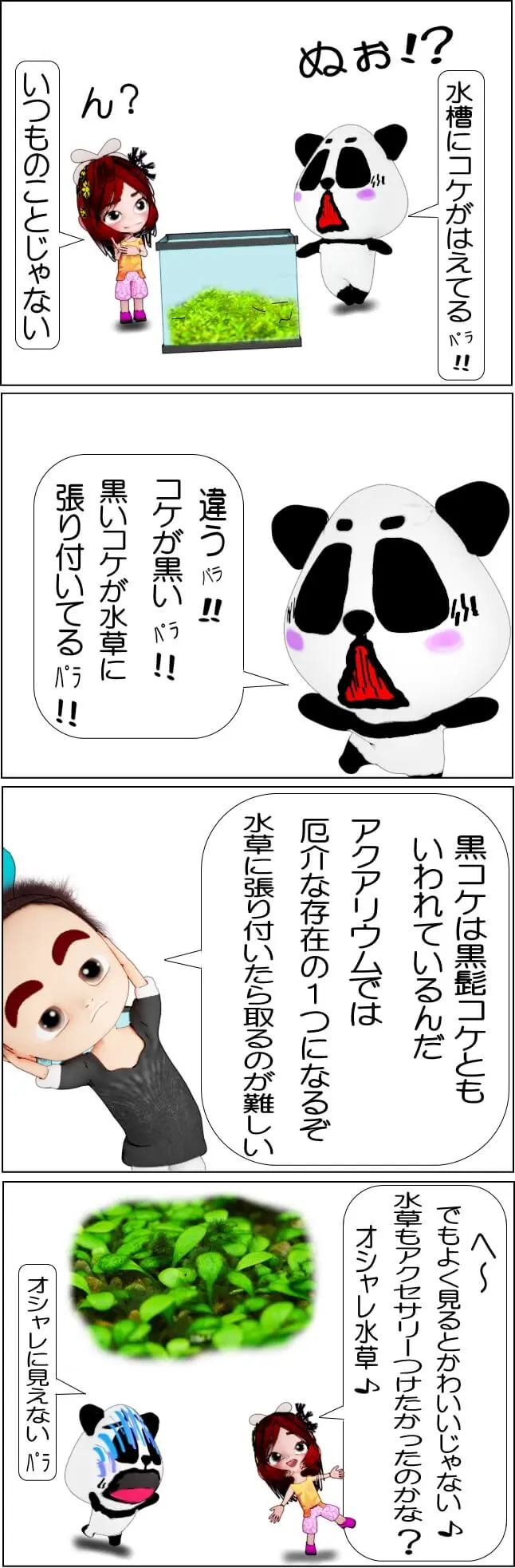 水槽の黒髭コケの原因と対策【4コマ漫画】