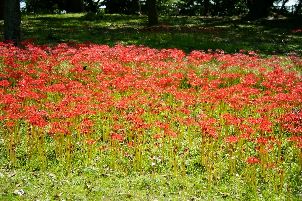 TAMRON 50-400mm f/4.5-6.3 di iii vc vxdのレビュー　４